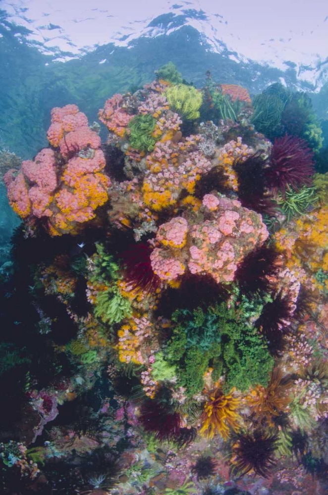 Indonesia, Komodo NP Close-up of coral reef